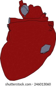 heart organ
