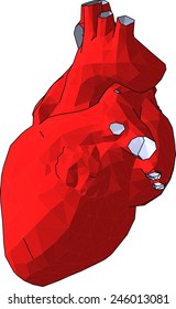 heart organ