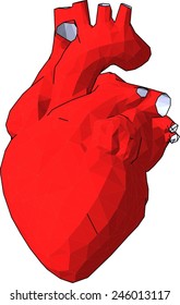 heart organ