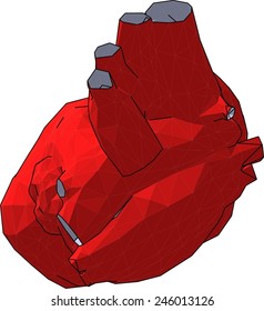 heart organ