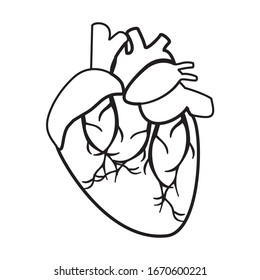 Anatomical Heart Line Art Illustration Vector Stock Vector (Royalty ...