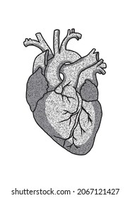 heart organ illustration in black and white style
