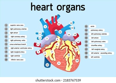 physikalische Eigenschaften der Herzorgane, Vektorgrafik