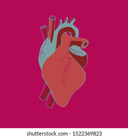 Heart as a plain organ 