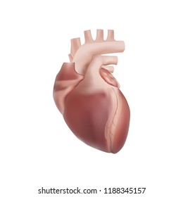 Heart Realistic Anatomy vector eps illustration isolated on white background
