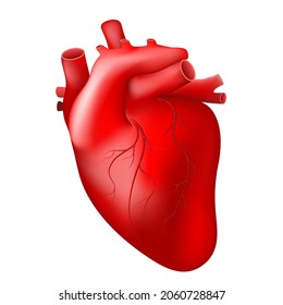 Heart Valve Surgery Pulmonary Tricuspid Aortic Stock Vector (Royalty ...