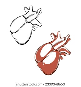 Heart, realistic, red, vector hand-drawn vector illustration