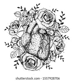 Heart and rose flower hand drawn sketch. Vintage vector illustration. Anatomical heart. Isolated black and white heart illustration. Engraved style.