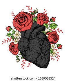 Heart and rose flower hand drawn. Vintage vector illustration. Anatomical heart. Isolated colorful heart illustration.