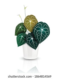 Heart shape leaves, Anthurium clarinervium plant in white ceramic pot. Tropical houseplant. Realistic vector illustrator on white background.