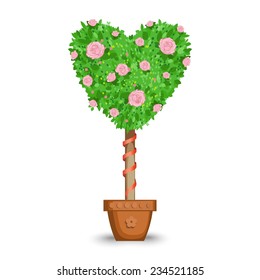 Heart shape tree in flower pot. love tree in a pot Isolated on white background