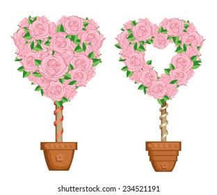Heart shape tree in flower pot. love tree in a pot Isolated on white background