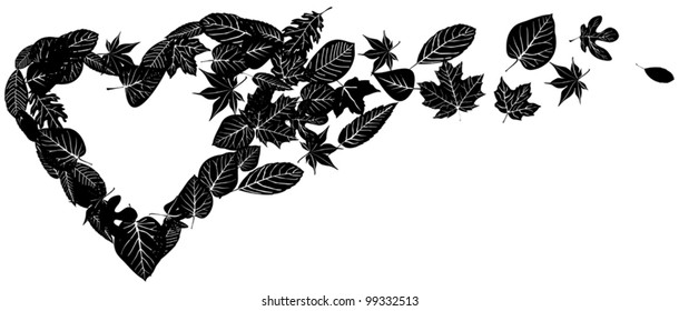 Heart shaped leaves