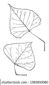 Herzförmige Blätter mit leicht quadratischem Untergrund, Vintage-Linienzeichnung oder Gravur-Illustration.