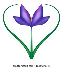 Heart shaped realistic illustration of crocus flower. Violet and lilac petals and green leaves forming a love symbol. Vector design for greeting cards, postcards, wedding invitations. Botanical image.