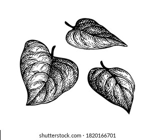 Heart shaped tree leaves. Ink sketch isolated on white background. Hand drawn vector illustration. Retro style.