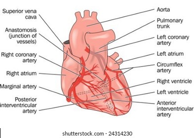 Heart showing coronary arteries - labeled