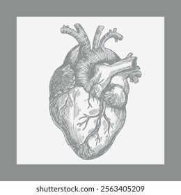 heart sketch hand drawn vector illustratio