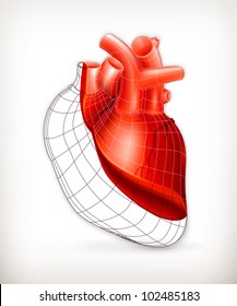 Heart structure  vector
