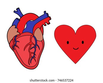 heart symbol and human heart