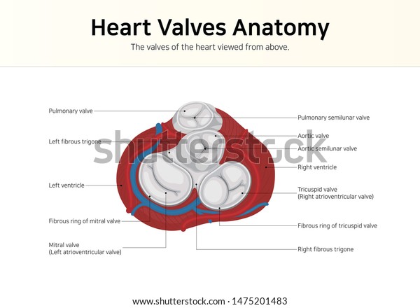 Heart Valves Anatomy. The valves of the heart\
viewed from above.