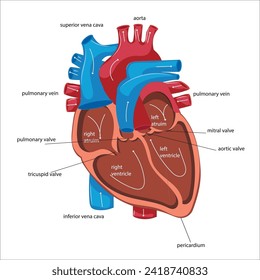 heart vector anatomy illustration detailed