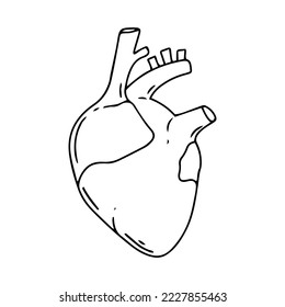 Heart vector design. Realistic anatomy pictures. Human body internal organs black white