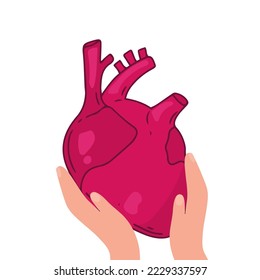 Diseño vectorial cardíaco. Fotos de anatomía realistas. Órganos internos del cuerpo humano,