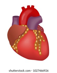 A heart. Vector illustration.
