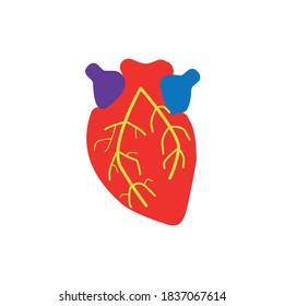 Heart Vector. linear icon. Red color with vein stripes. Editable lines with strokes. Maintain health.