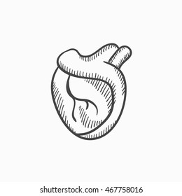 Herz-Vektorgrafik-Symbol einzeln auf Hintergrund. Handgezeichnetes Herz-Symbol. Herzskizzensymbol für Infografik, Website oder App.