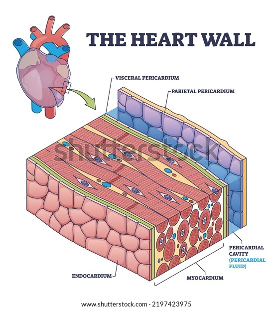 The heart wall with human organ medical\
membrane structure outline diagram. Labeled educational scheme with\
inner cardiology anatomy and visceral or parietal pericardium\
location vector\
illustration.
