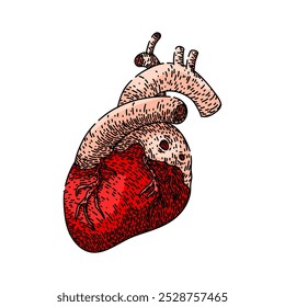 batimento cardíaco mão desenhada. ritmo do pulso, ventrículo aorta, veia arterial batimento cardíaco esboço do vetor cardíaco.