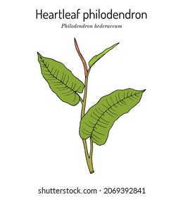 Heartleaf philodendron (Philodendron hederaceum, or scandens), ornamental house plant. Hand drawn botanical vector illustration