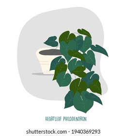 Ilustración de philodendron en hojas de corazón. Plantas interiores. Las plantas de la casa almacenan la ilustración vectorial. Planta fácil de mantener viva. El concepto de las plantas interiores se basa en la decoración. Ilustración vectorial de color plano