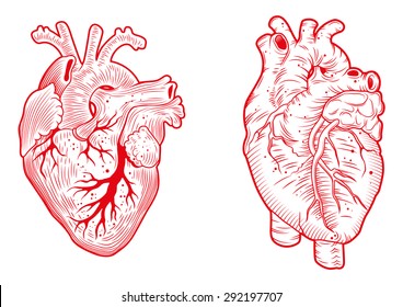 Anatomical Heart Hd Stock Images Shutterstock