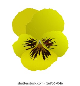 Heartsease flower in vector