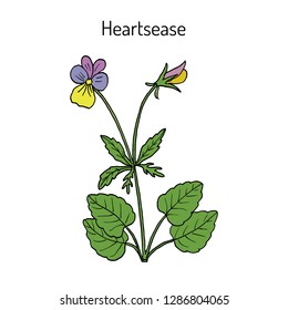 Heartsease (Viola tricolor), or Johnny Jump up, heart's delight, tickle-my-fancy, three faces in a hood, or love-in-idleness, ornamental and medicinal plant. Hand drawn botanical vector illustration