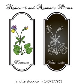 Heartsease (Viola tricolor), or Johnny Jump up, heart's delight, tickle-my-fancy, three faces in a hood, or love-in-idleness, ornamental and medicinal plant. Hand drawn botanical vector illustration