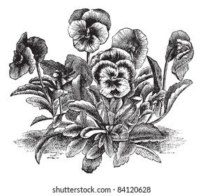 Corazón o Viola tricolor o Johnny Salto Arriba o Pansy salvaje, grabado vintage. Ilustración antigua grabada del Heartsease. Enciclopedia Trousset (1886-1891).