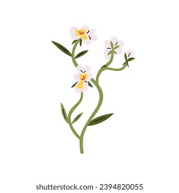 Heartsease, wildflower branch. Wild pansy, field flower. Viola tricolor, floral plant. Gentle delicate fragile blooms. Blossomed hearts ease. Flat vector illustration isolated on white background