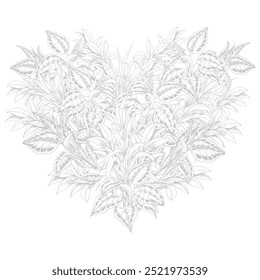 Heart-shaped leaves illustration. Hand drawn tropical plants. Botanical illustration for St-Valentine's day cards.