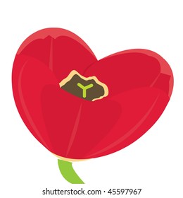 Heart-shaped tulip. Vector illustration.