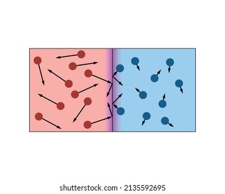 Transferencia de calor a través del contacto. Las moléculas rojas, calientes y rápidas transfieren calor (púrpura) a moléculas azules, frías y lentas. La velocidad de las moléculas cambia. Fondo blanco.