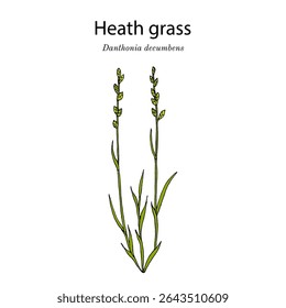 Heath grass, or heath-grass (Danthonia decumbens), tussock plant. Hand drawn botanical vector illustration