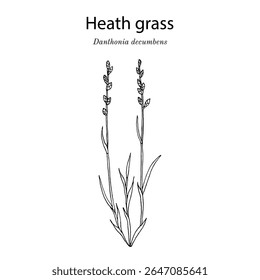Erva-de-charneca, ou erva-de-charneca (Danthonia decumbens), planta de bolota. Ilustração vetorial botânica desenhada à mão