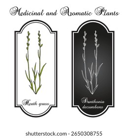 Erva-de-charneca, ou erva-de-charneca (Danthonia decumbens), planta de bolota. Ilustração vetorial botânica desenhada à mão