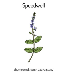 Heath speedwell (Veronica officinalis), or common gypsyweed, Pauls betony, medicinal plant. Hand drawn botanical vector illustration
