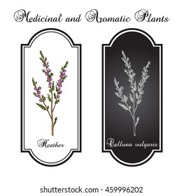 Heather (calluna vulgaris) branch with leaves and flowers - medicinal and honey plant. Hand drawn botanical vector illustration