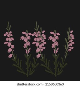 Heather Flower.Black Background. Vintage Vector Illustration, Eps 10